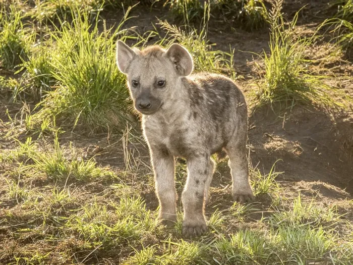 Framed Print : Spotted Hyena (Crocuta crocuta)