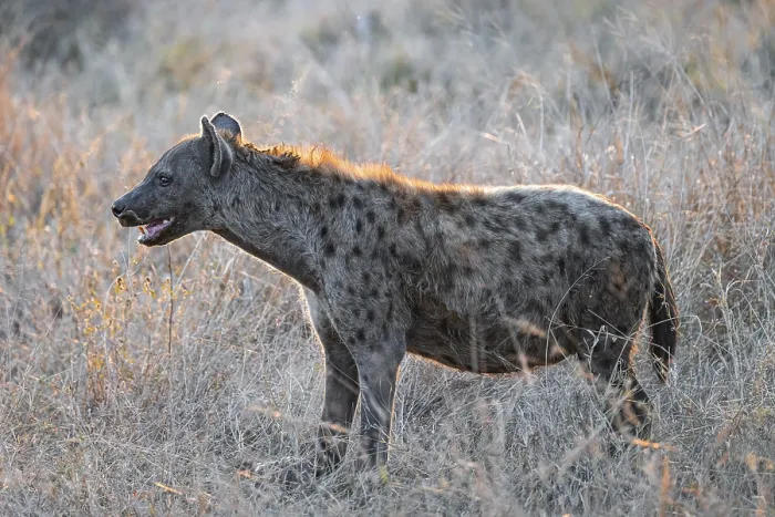 Framed Print : Spotted hyena (Crocuta crocuta) Framed Print : Spotted hyena (Crocuta crocuta)