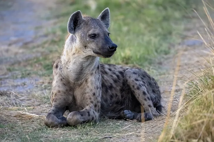 Framed Print : Spotted hyena (Crocuta crocuta) Framed Print : Spotted hyena (Crocuta crocuta)