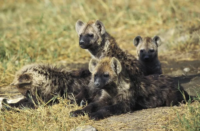 Framed Print : Spotted Hyena (crocuta crocuta) Framed Print : Spotted Hyena (crocuta crocuta)