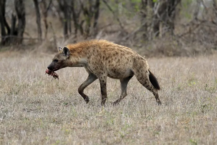 Framed Print : Spotted hyena (Crocuta crocuta) Framed Print : Spotted hyena (Crocuta crocuta)
