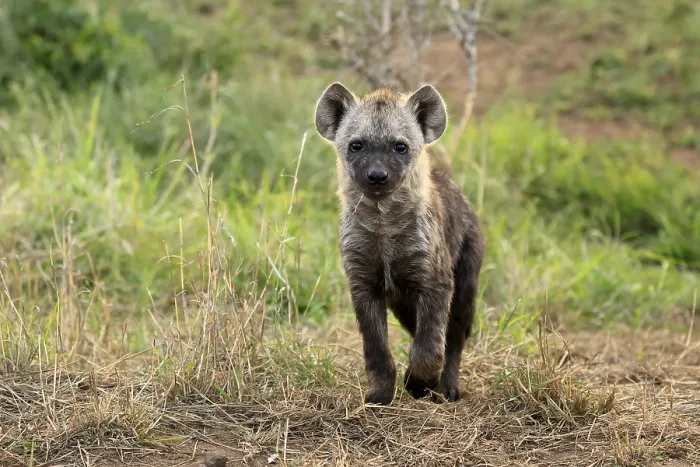 Framed Print : Spotted hyena (Crocuta crocuta)