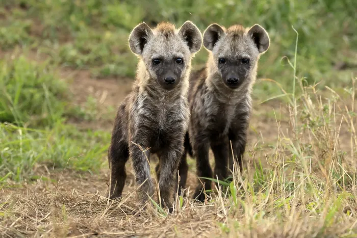 Framed Print : Spotted hyena (Crocuta crocuta)