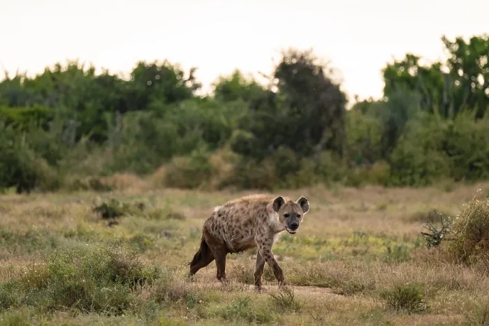 Framed Print : Spotted hyena (Crocuta crocuta)