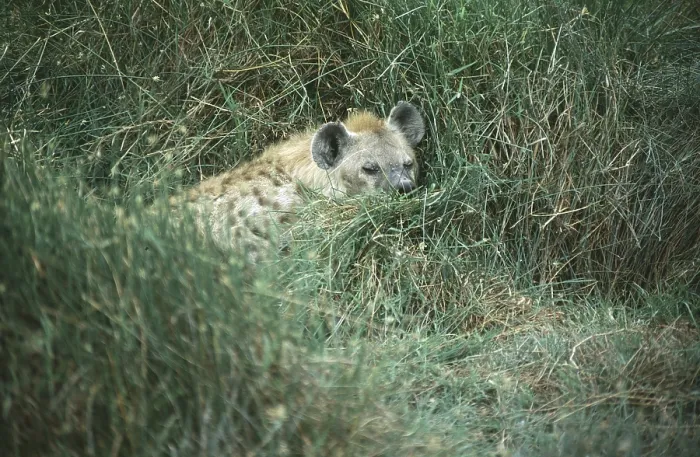 Framed Print : Spotted hyena (Crocuta crocuta) in Amboseli National Park Framed Print : Spotted hyena (Crocuta crocuta) in Amboseli National Park