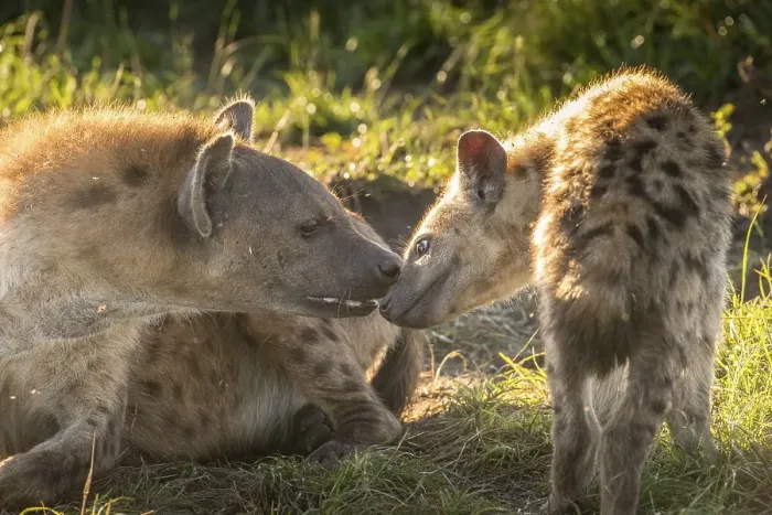 Framed Print : Spotted Hyena (Crocuta crocuta) with cub Framed Print : Spotted Hyena (Crocuta crocuta) with cub