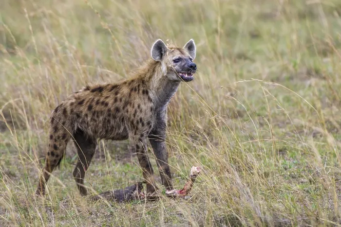 Framed Print : Spotted hyena (Crocuta crocuta), South Africa Framed Print : Spotted hyena (Crocuta crocuta), South Africa