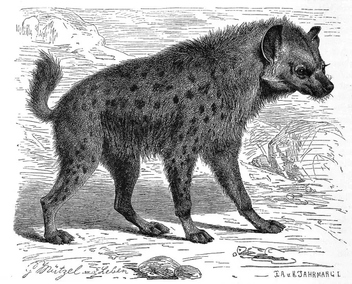 Framed Print : Spotted hyena (Crocuta crocuta) or spotted hyena