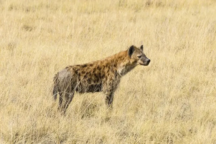 Framed Print : Spotted Hyena (Crocuta crocuta) standing in dry grass