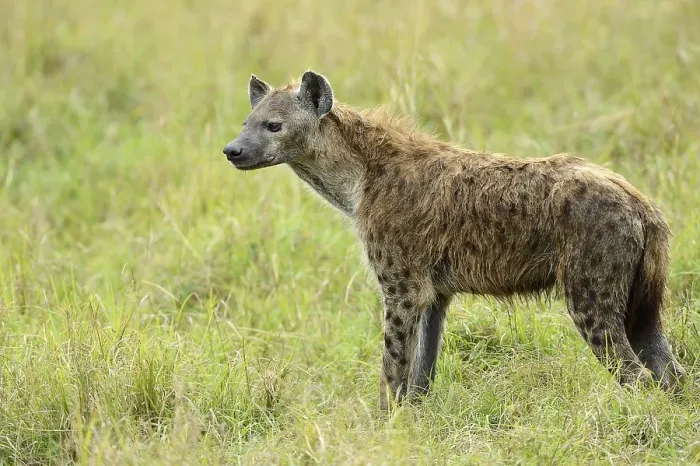Framed Print : Spotted hyena, laughing hyena, (Crocuta crocuta) Framed Print : Spotted hyena, laughing hyena, (Crocuta crocuta)