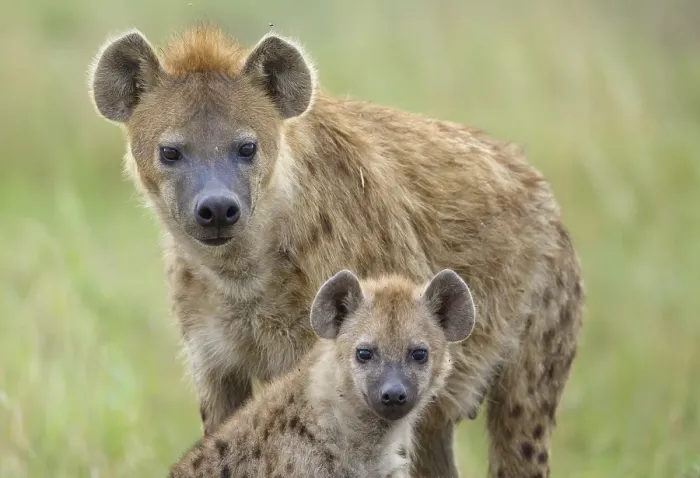 Framed Print : Spotted Hyena or Laughing Hyena (Crocuta crocuta) adult with cub