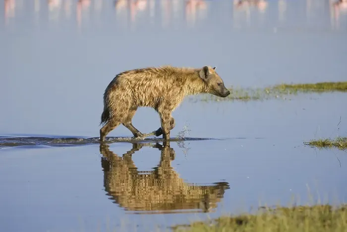 Framed Print : Spotted hyena or laughing Hyena (Crocuta crocuta) reflecting in the water