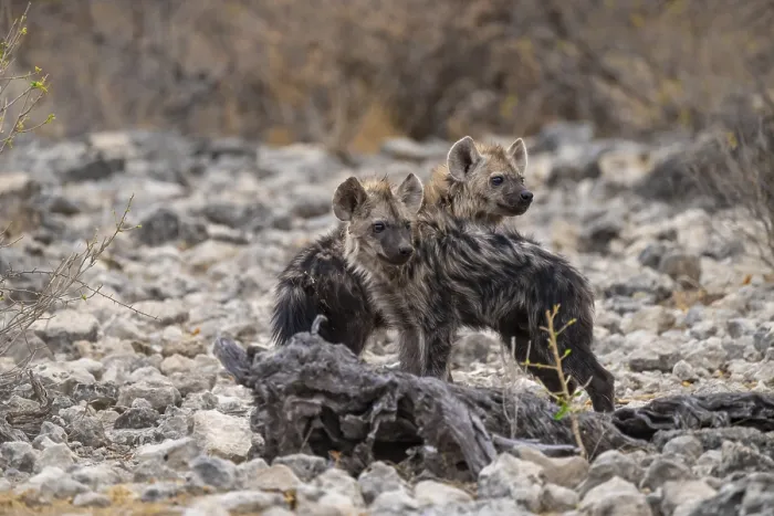 Framed Print : Spotted hyena or spotted hyena (Crocuta crocuta)
