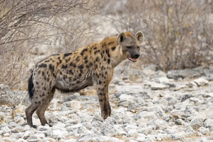 Framed Print : Spotted hyena or spotted hyena (Crocuta crocuta) Framed Print : Spotted hyena or spotted hyena (Crocuta crocuta)