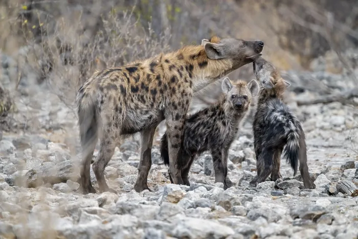 Framed Print : Spotted hyena or spotted hyena (Crocuta crocuta) with two young animals