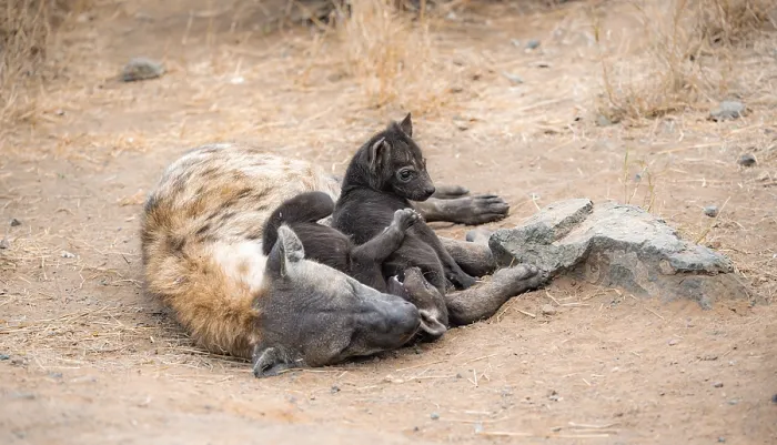 Framed Print : Spotted hyenas (Crocuta crocuta)
