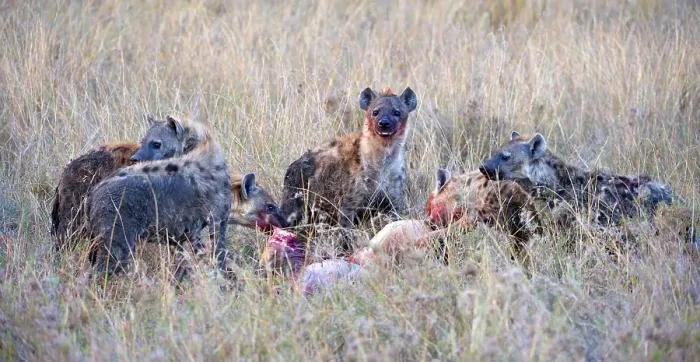 Framed Print : Spotted Hyenas (Crocuta crocuta) with prey