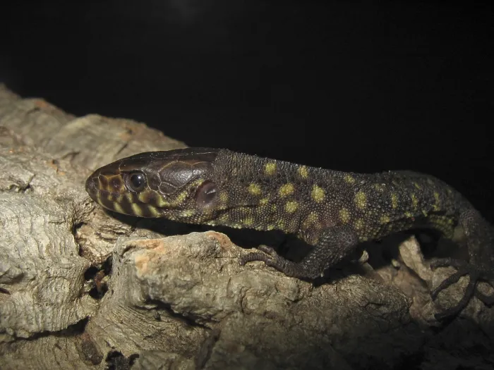 Framed Print : Spotted lizard (Lepidophyma flavimaculatum) Framed Print : Spotted lizard (Lepidophyma flavimaculatum)
