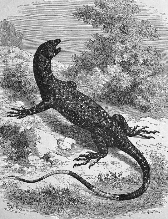 Framed Print : Spotted monitor lizard from Australia Framed Print : Spotted monitor lizard from Australia