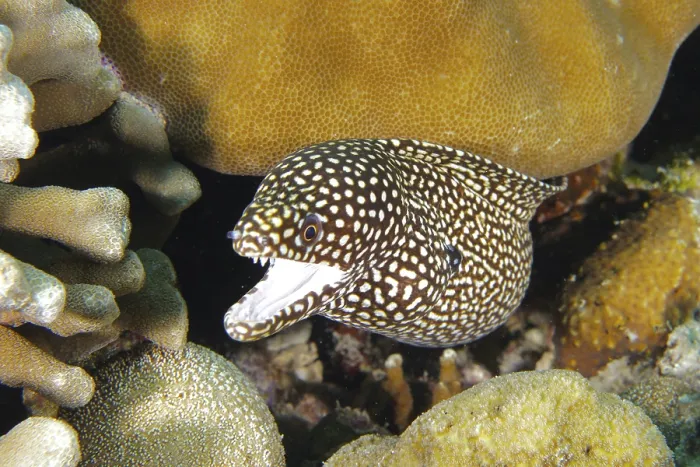 Framed Print : A spotted moray eel, pearl moray