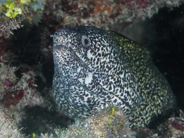 Framed Print : Spotted moray (Gymnothorax moringa)