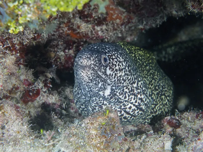 Framed Print : Spotted moray (Gymnothorax moringa)