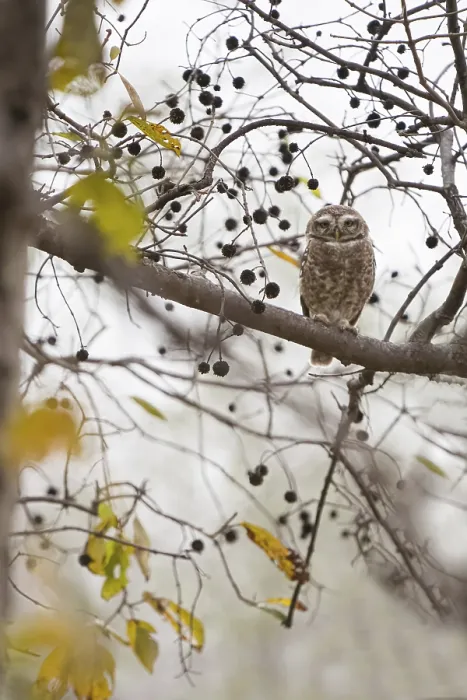 Framed Print : Spotted owlet (Athene brama) Framed Print : Spotted owlet (Athene brama)