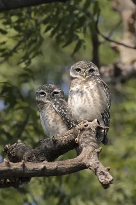 Framed Print : Spotted Owlet (Athene brama) adult pair