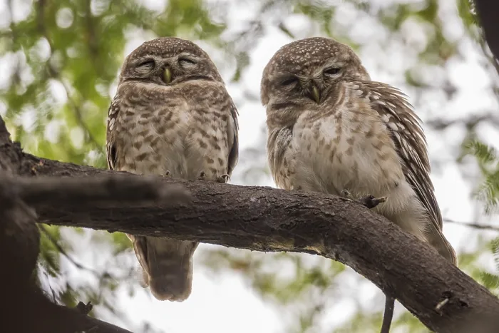 Framed Print : Two Spotted Owlets (Athene brama) Framed Print : Two Spotted Owlets (Athene brama)