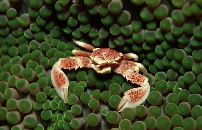 Framed Print : Spotted porcellanid crab (Neopetrolistes maculatus)