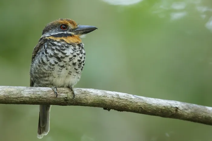 Framed Print : Spotted Puffbird (Bucco tamatia) perched on a branch in the grasslands of Guyana Framed Print : Spotted Puffbird (Bucco tamatia) perched on a branch in the grasslands of Guyana