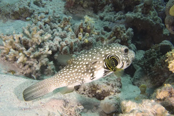 Framed Print : A spotted pufferfish, white-spotted pufferfish (Arothron hispidus)