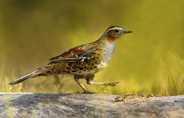 Framed Print : Spotted Quail-thrush (Cinclosoma punctatum) female