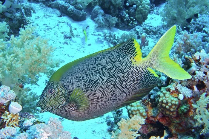 Framed Print : Spotted rabbitfish (Siganus stellatus laqueus), dive site Elphinstone Reef, Egypt, Red Sea, Africa Framed Print : Spotted rabbitfish (Siganus stellatus laqueus), dive site Elphinstone Reef, Egypt, Red Sea, Africa