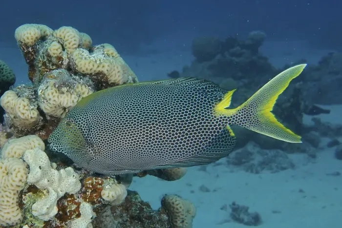 Framed Print : Spotted rabbitfish (Siganus stellatus laqueus) Framed Print : Spotted rabbitfish (Siganus stellatus laqueus)