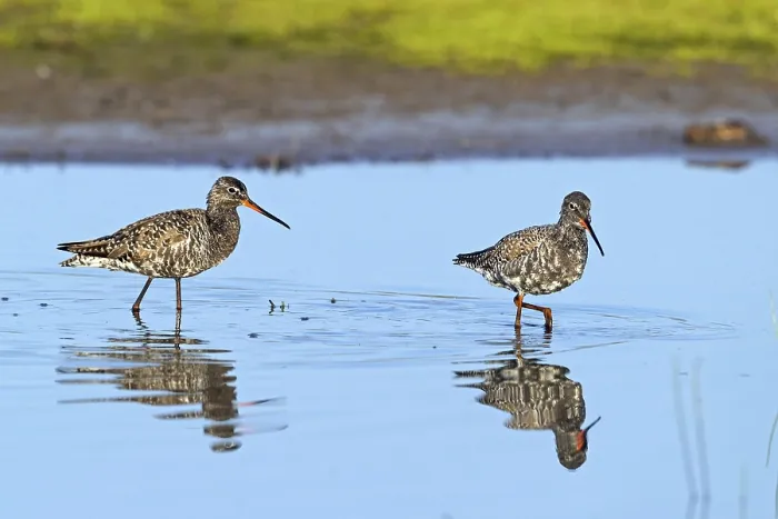 Framed Print : Spotted Redshank, (Sringa erythropus) Framed Print : Spotted Redshank, (Sringa erythropus)