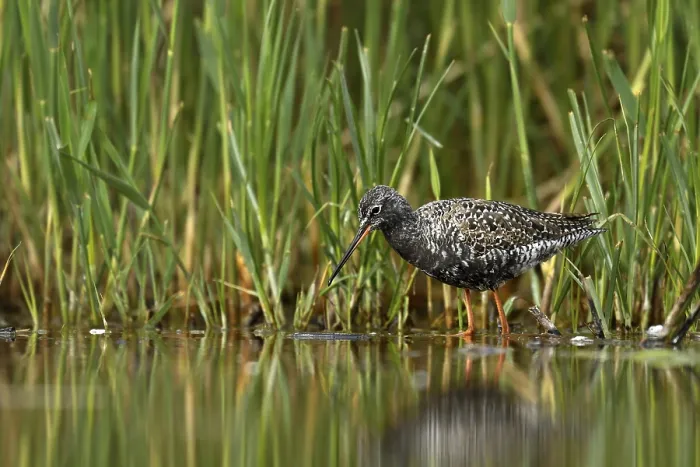 Framed Print : Spotted Redshank (Tringa erythropus)