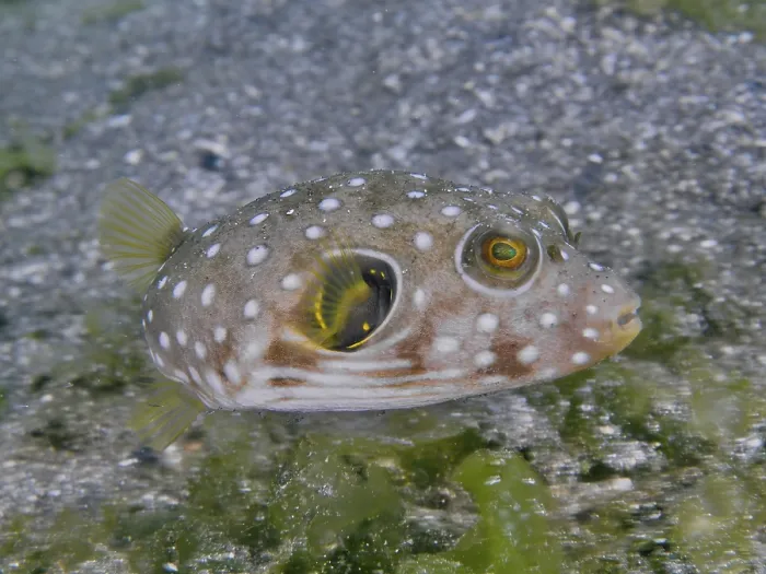 Framed Print : A spotted, roundish fish, white-spotted pufferfish (Arothron hispidus) juvenile