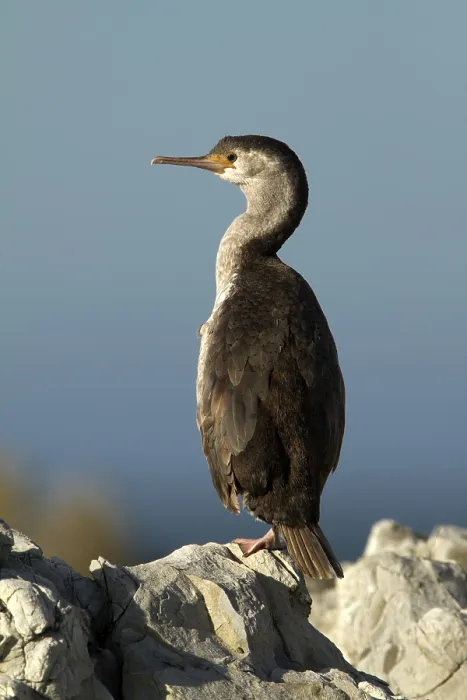 Framed Print : Spotted Shag (Phalacrocorax punctatus) juvenile Framed Print : Spotted Shag (Phalacrocorax punctatus) juvenile