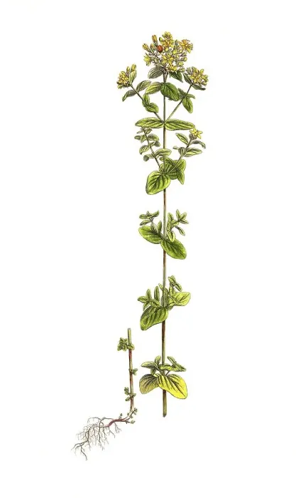Framed Print : Spotted st john's wort (Hypericum) maculatum