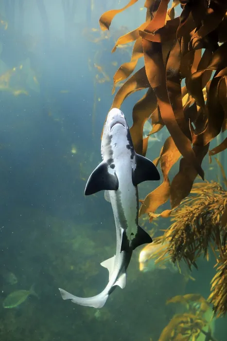Framed Print : Spotted tidal creek Shark, Sharp-toothed Dogfish Framed Print : Spotted tidal creek Shark, Sharp-toothed Dogfish