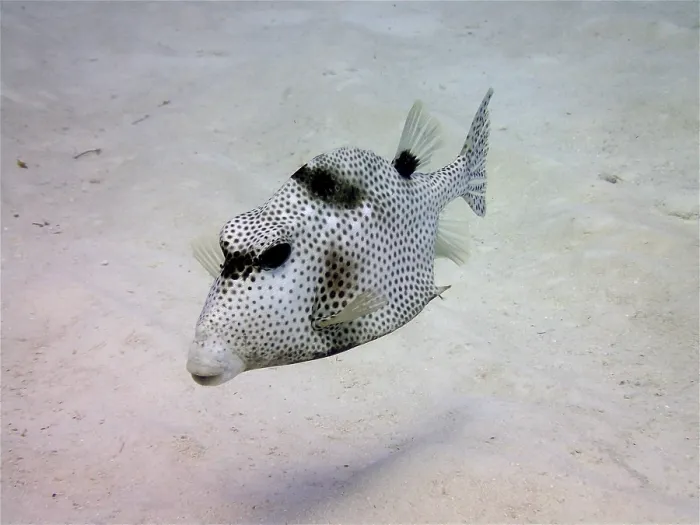 Framed Print : Spotted trunkfish (Lactophrys bicaudalis)
