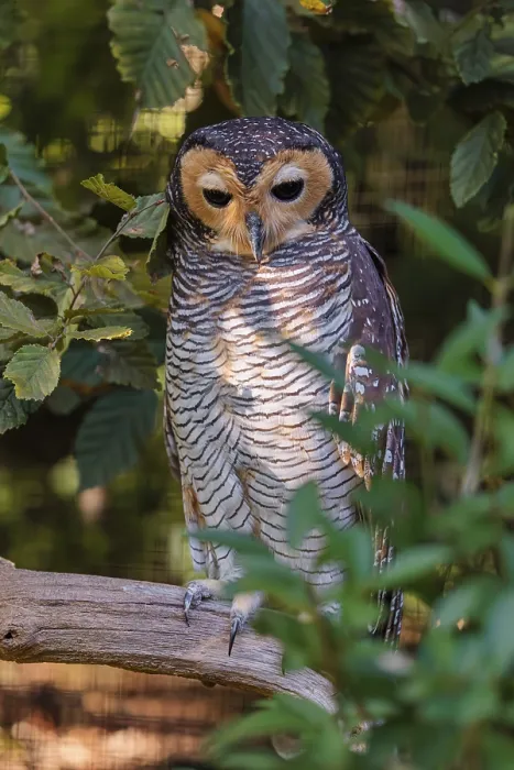 Framed Print : A Spotted wood owl, Strix seloputo