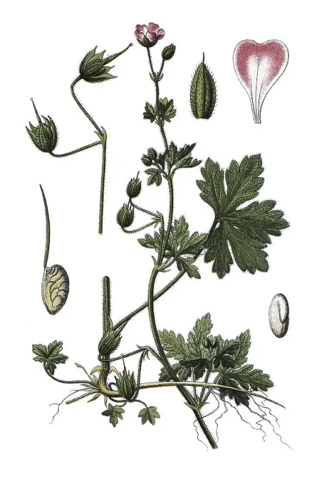 Framed Print : Spreading cranesbill (Geranium divaricatum)
