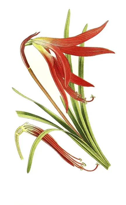 Framed Print : Sprekelia formosissima, Aztec lily or Jacobean lily Framed Print : Sprekelia formosissima, Aztec lily or Jacobean lily