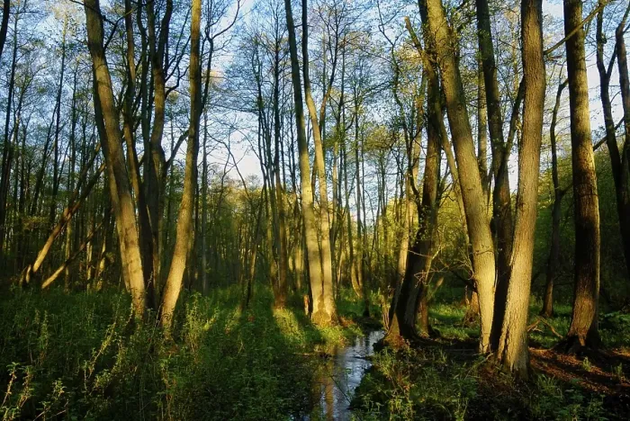 Framed Print : Spring in an alder forest Framed Print : Spring in an alder forest