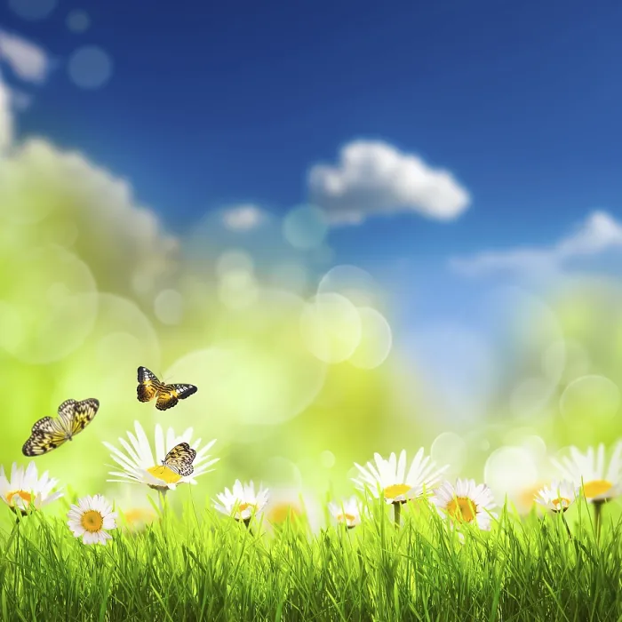 Framed Print : Spring background with grass, camomiles and butterflies over blue sky Framed Print : Spring background with grass, camomiles and butterflies over blue sky