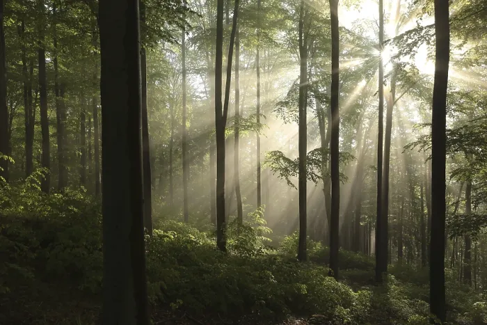 Framed Print : Spring beech forest after a few days of rain in a foggy morning