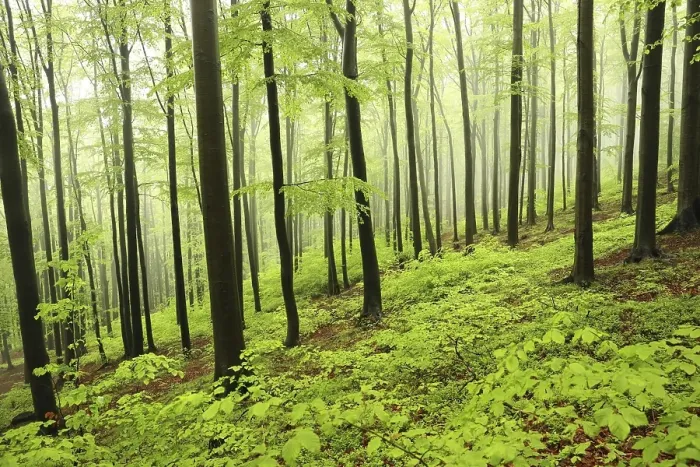 Framed Print : Spring beech forest in misty, rainy weather