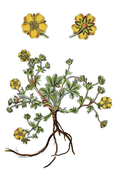 Framed Print : Spring cinquefoil (Potentilla verna)